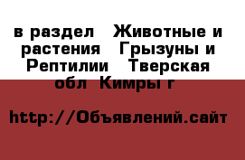  в раздел : Животные и растения » Грызуны и Рептилии . Тверская обл.,Кимры г.
